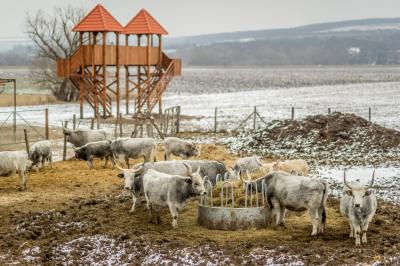 svadba_olcso-fotos_eskuvo_svadba-v-sturove_esztergom_svadobny-fotograf_juraj-zsok_lacny-fotograf045.jpg