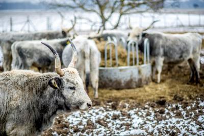 svadba_olcso-fotos_eskuvo_svadba-v-sturove_esztergom_svadobny-fotograf_juraj-zsok_lacny-fotograf048.jpg