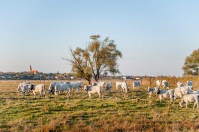 svadba_olcso-fotos_eskuvo_svadba-v-sturove_esztergom_svadobny-fotograf_juraj-zsok_lacny-fotograf060.jpg